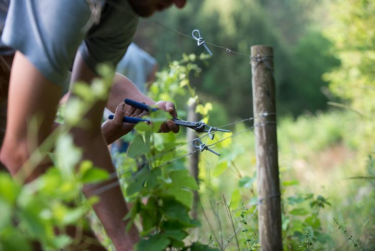 Travaux dans la vigne de Bourgogne, un savoir-faire d'exception