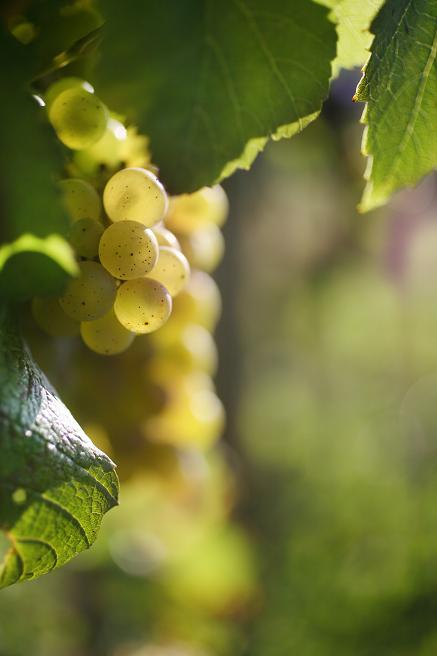 Chardonnay,le cépage des grands vins blancs de Bourgogne